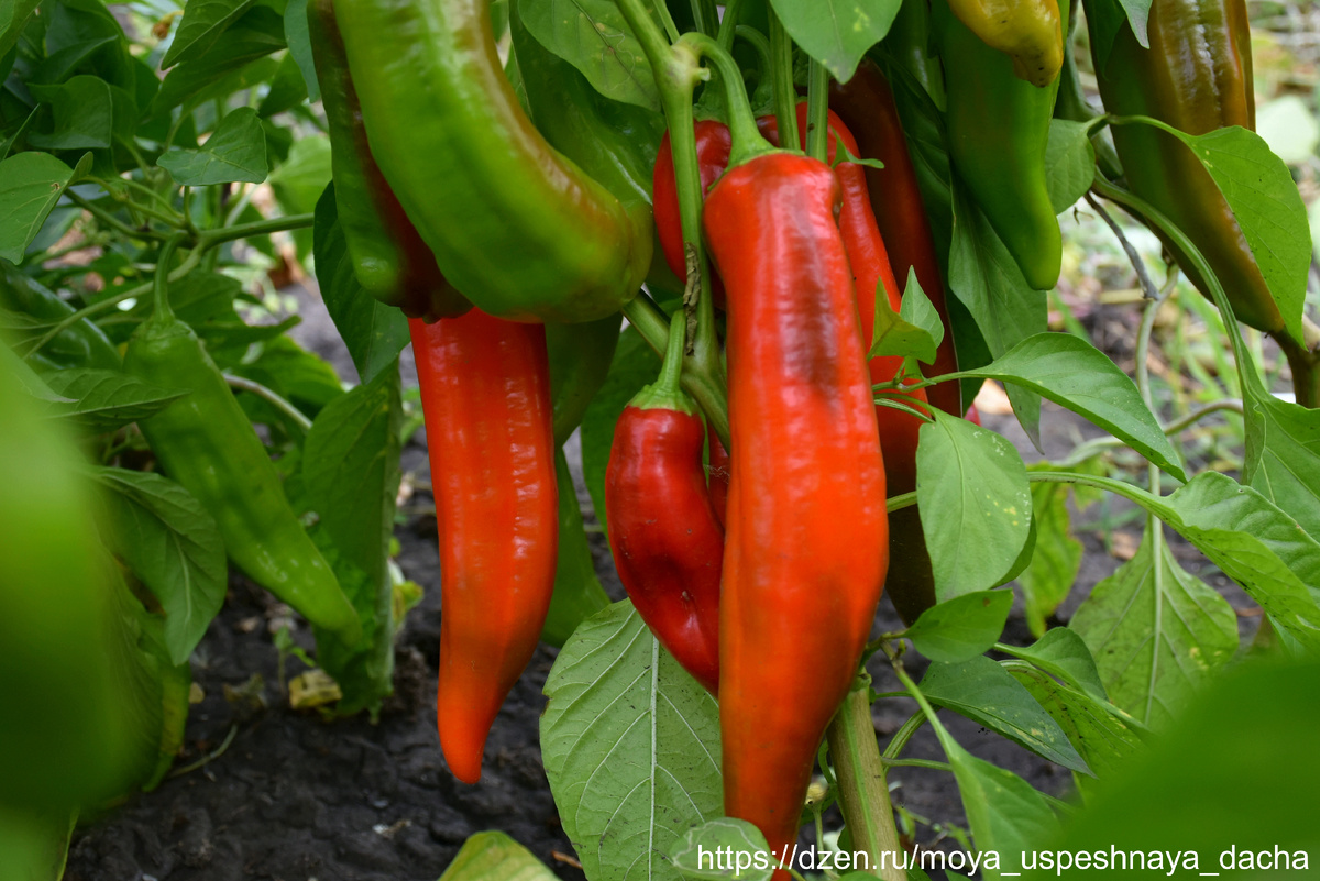 Посадила по совету подруги — теперь не знаю, куда девать перцы: Дамира дала по 7–8 кг с куста