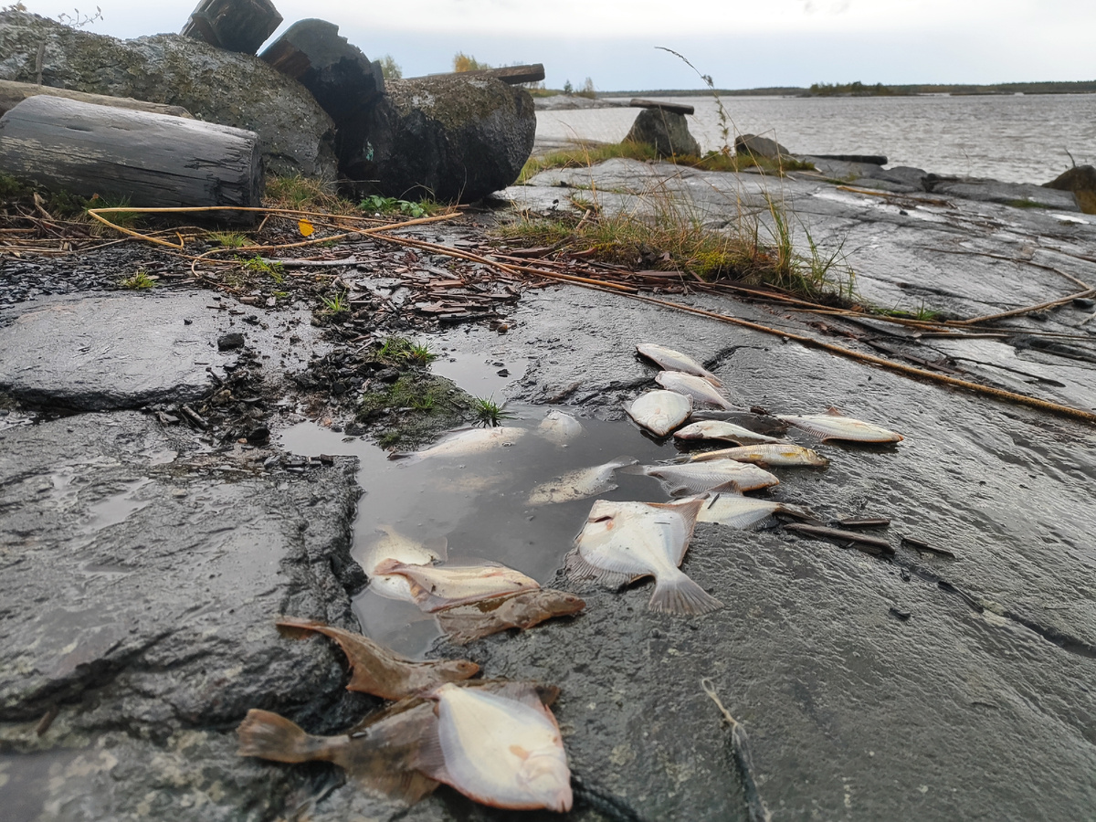 Рыба на скале: неожиданные находки после рыбалки