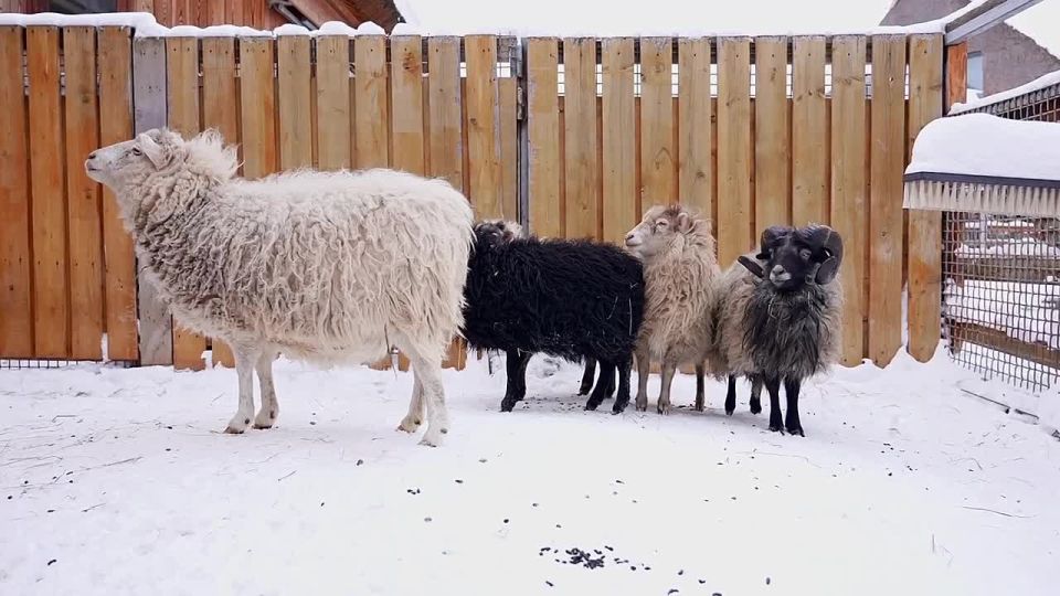 ������ ���� ��� ������� ������ ������� �����