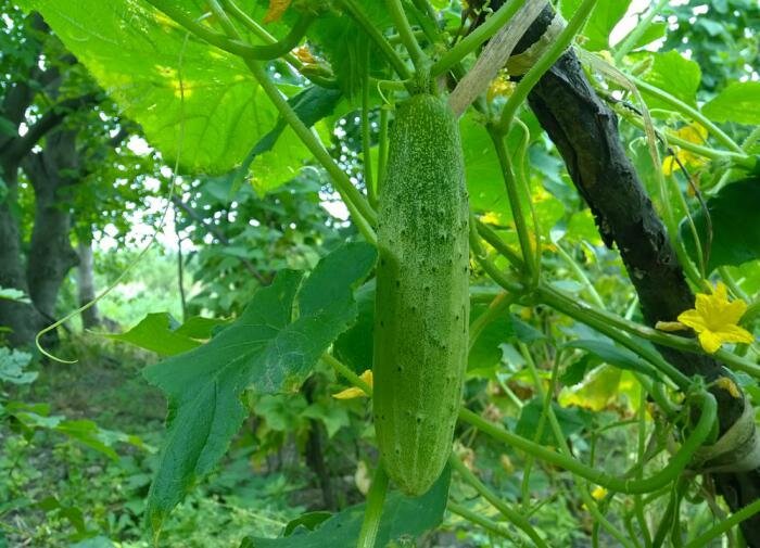 Как немецкие фермеры сажают огурцы: секреты успешного урожая