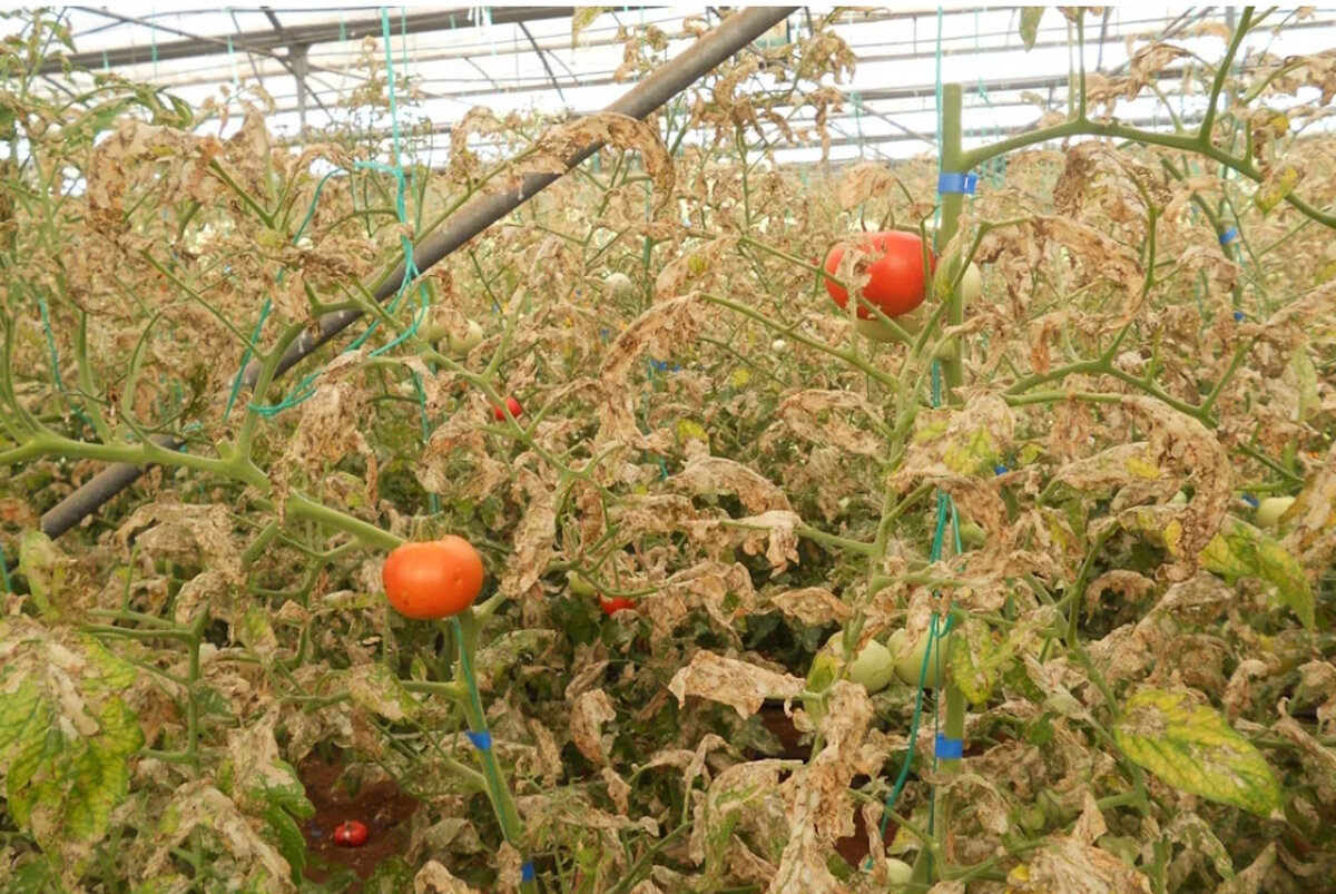 Тута абсолюта: томатная моль, угроза вашего урожая