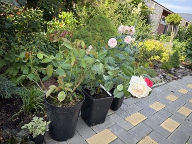 ��� ����� ����� ���, ������� �������� ���