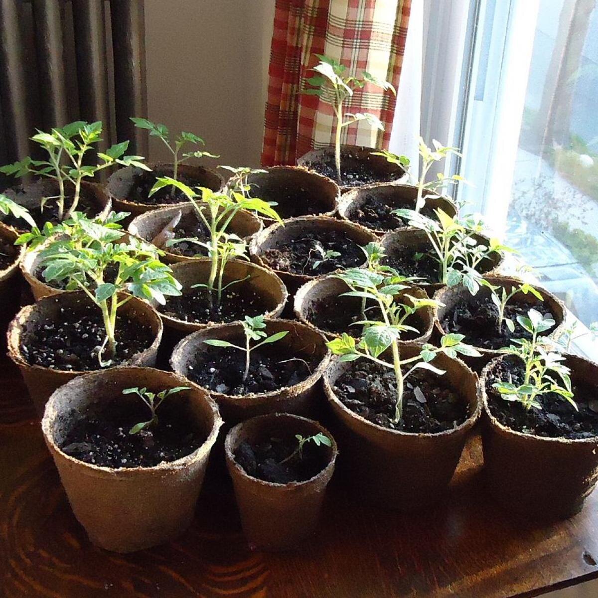 Как одна ошибка с почвой может погубить вашу рассаду: узнайте правду