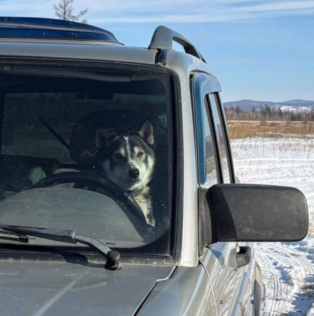 Доброй ночи, забайкальцы. Питомцев много не бывает! Поэтому на сон грядущий делимся забавной историей из Урюмканского заказника, о которой поведали инспекторы: «Кот Василий, особо не церемонясь, выгнал Шарика из будки... Доброй ночи, забайкальцы. Питомцев много не бывает! Поэтому на сон грядущий делимся забавной историей из Урюмканского заказника, о которой поведали инспекторы: «Кот Василий, особо не церемонясь, выгнал Шарика из будки...