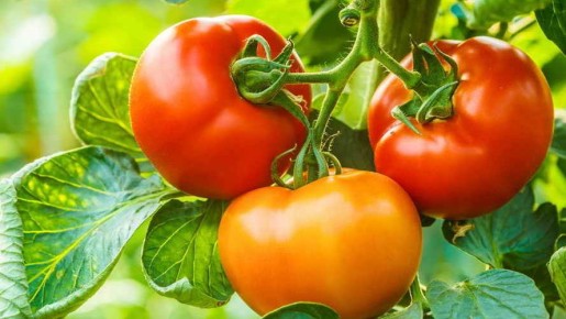 ������� ������ ������ ������� �� 50 ���� �������. ���������� � ���������� ��������� ��� ������� ������