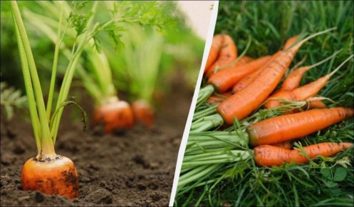 ����� ������� �������: ������ �� ������ � ������ ���������