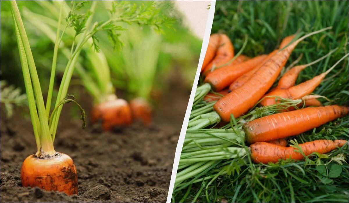 Когда убирать морковь: советы по срокам и лунный календарь