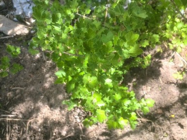 Как защитить крыжовник от антракноза: советы и средства