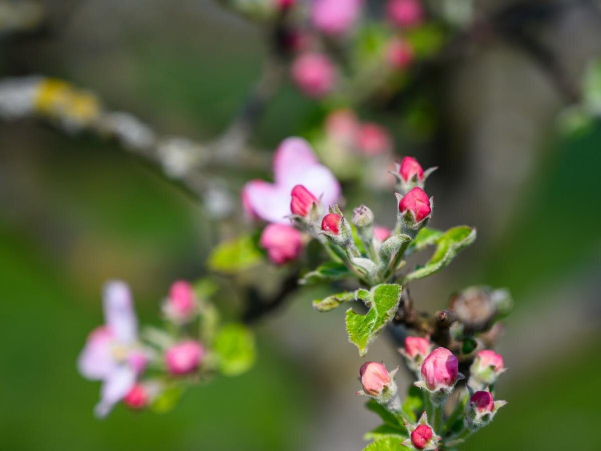 Как банановая кожура становится секретом для яблонь