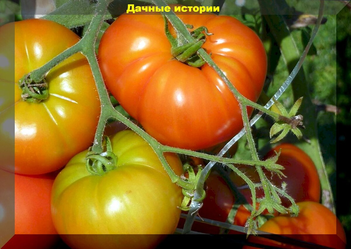 Томаты в августе: секреты ухода и частые проблемы