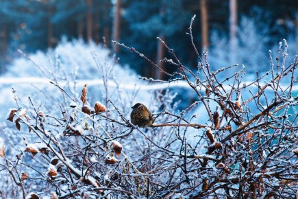 Доброе утро, забайкальцы!. Пусть день проходит хорошо и легко! Как ваше настроение с утра? — Супер!