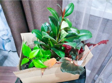 ��������� ���������: ����� ����������� �������� �� ���������