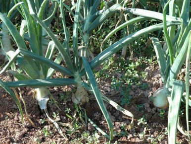 ��� ��������� ��������� ���: ������� �������� �������