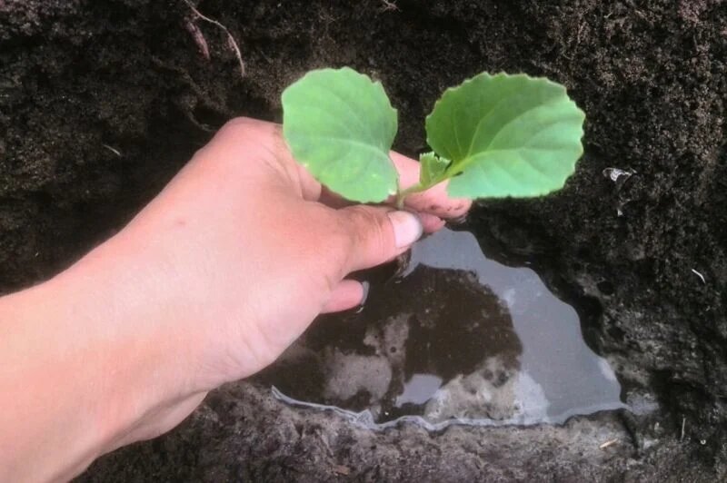 Когда высаживать рассаду капусты: идеальные сроки и советы по уходу