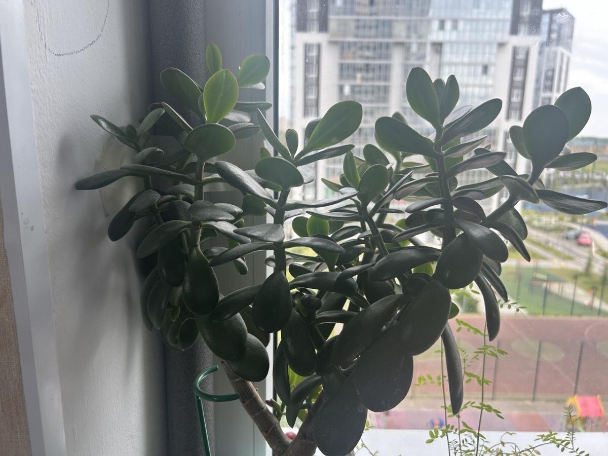 Когда пересаживать денежное дерево: советы по уходу