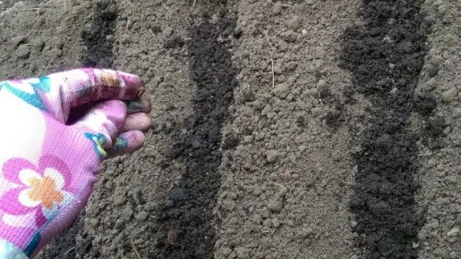 Овощные эксперименты: как подзимний посев томатов меняет правила игры