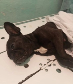 Забайкальские ветврачи спасли жизнь собаке Соне