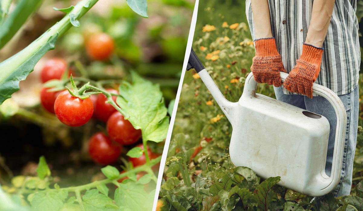Полив помидоров в жару: как избежать распространенных ошибок дачников