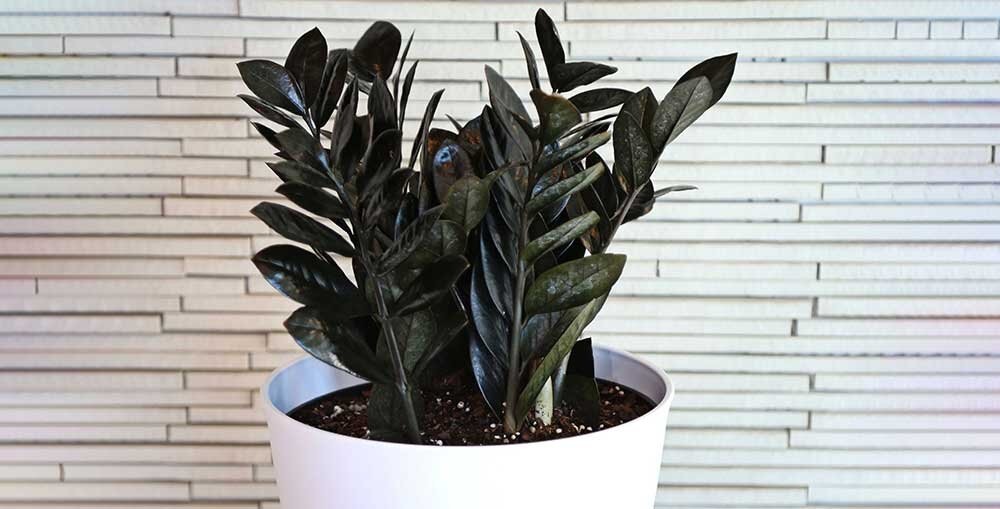 Темные комнатные растения: создаем стильный и загадочный интерьер