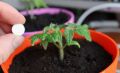 Чем подкормить рассаду в марте: органика против химии