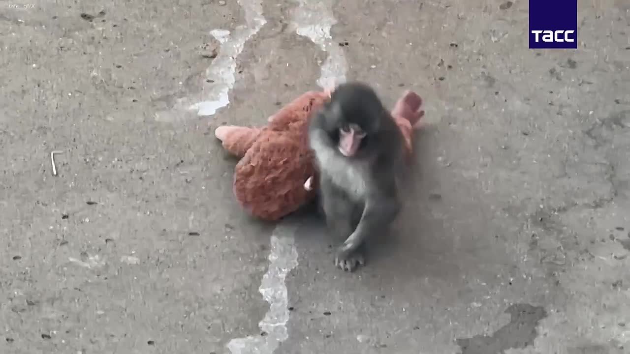 История, которая тронула весь мир