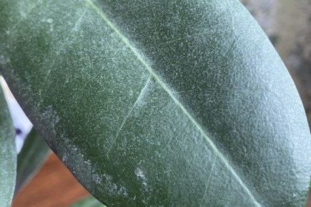 Уязвимые места фикусов: обнаруживаем болезни и вредителей