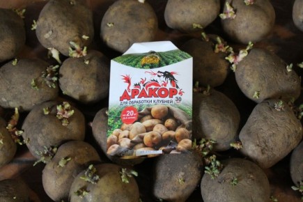 Обработка картофеля перед посадкой для защиты от колорадского жука и проволочника
