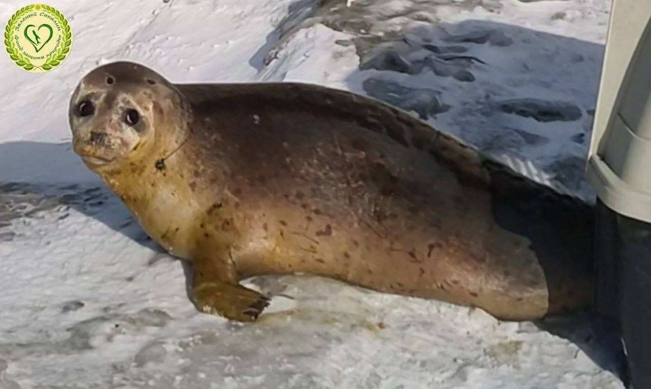 На Сахалине спасли тюленя, который забрёл в лес, на дачу, а потом вышел на лёд озера Тунайча — в 20 км от открытой воды