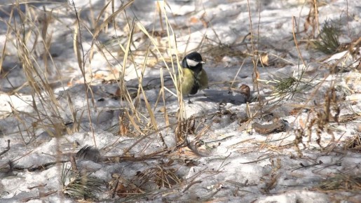 ����� ����� ������ � ����� � ����������