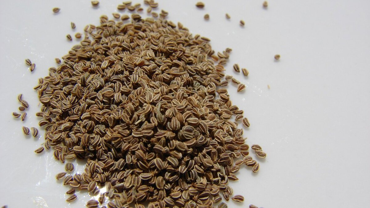 Секреты быстрого прорастания старых семян