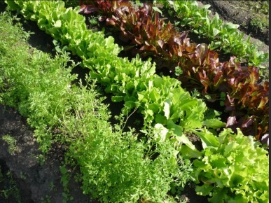 ����� ���� ����� ������� �������: ������ � �������