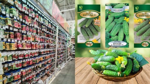 Лучшие сорта огурцов с длительным плодоношением для вашего огорода