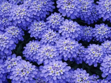 ������ '�����������': ��������� ������ ��� ������ ����