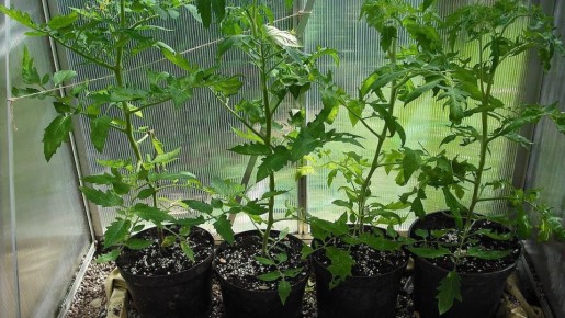 ���� � ����� ��� ���������: �������� � ������� �������� �������