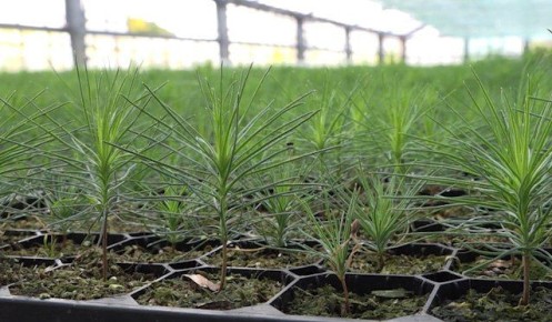 Более 416 млн рублей из федерального бюджета предусмотрено в 2026 году на сохранение лесов Забайкалья