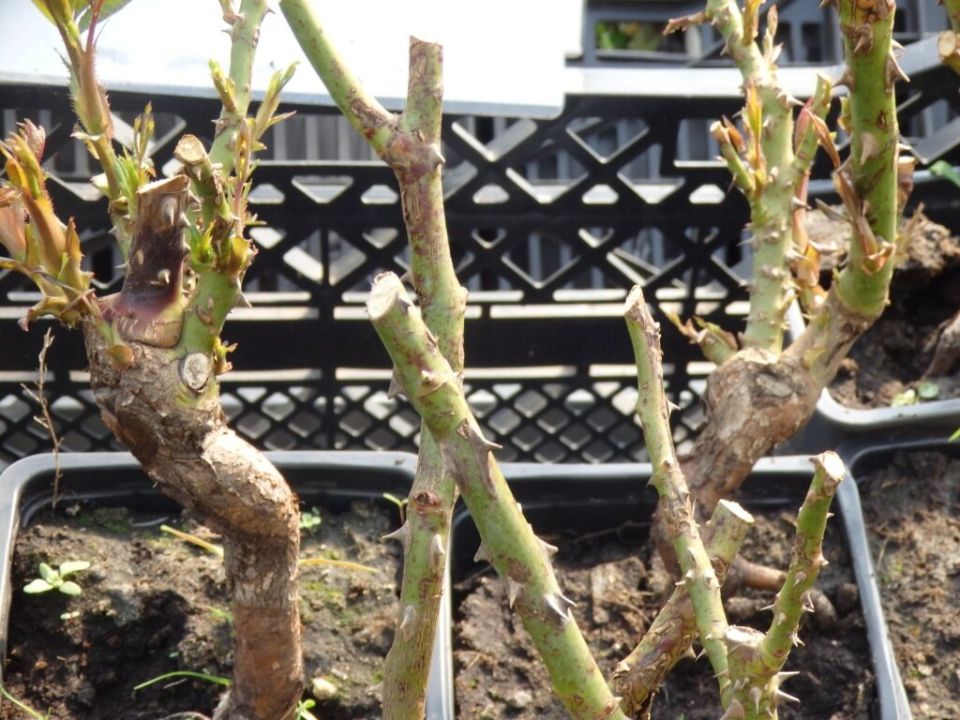 ��� ������� ���������� ������������ ����������: ������� �������� ������������