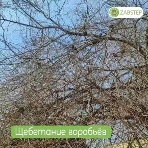 Доброе утро, Забайкалье! Сегодня – вторник, 3 марта