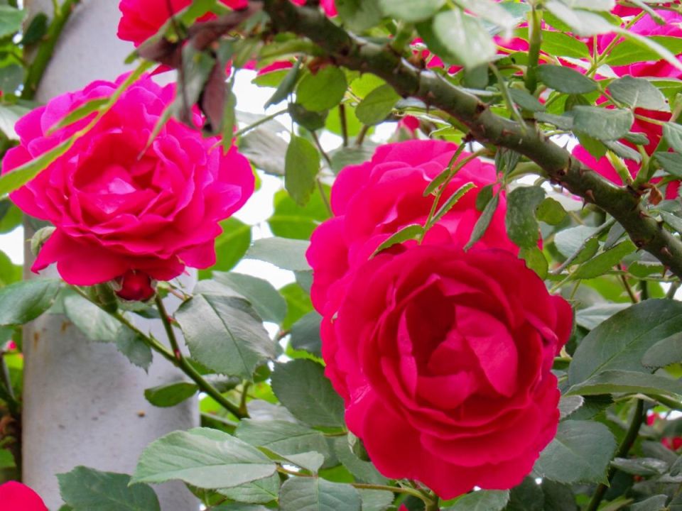 ������� ��� ������: ������� ������� ��������