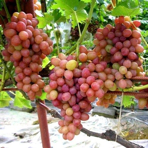 �������� �����: ���������� �������������� � ���� ������������