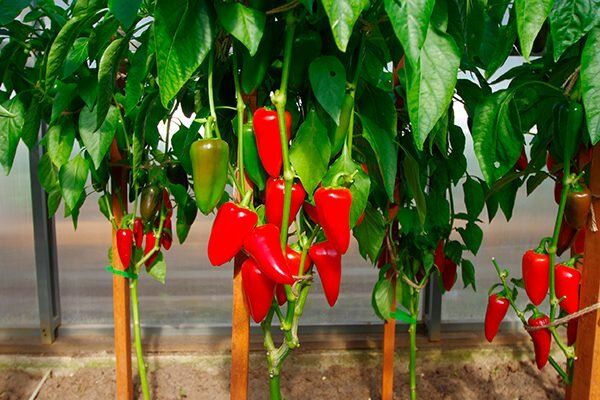 ������� ��������� ����������� ����� ������ � �������� ��������