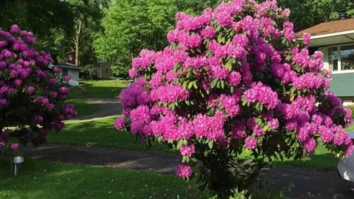 Рододендроны: простые и полезные советы по посадке