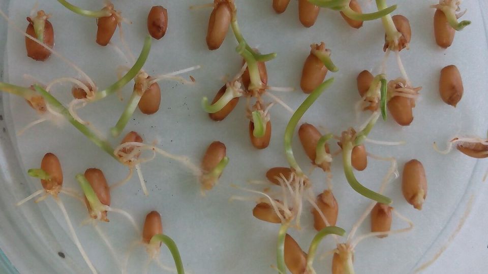 ��� ������� ������������ ������ ��� ������ �������