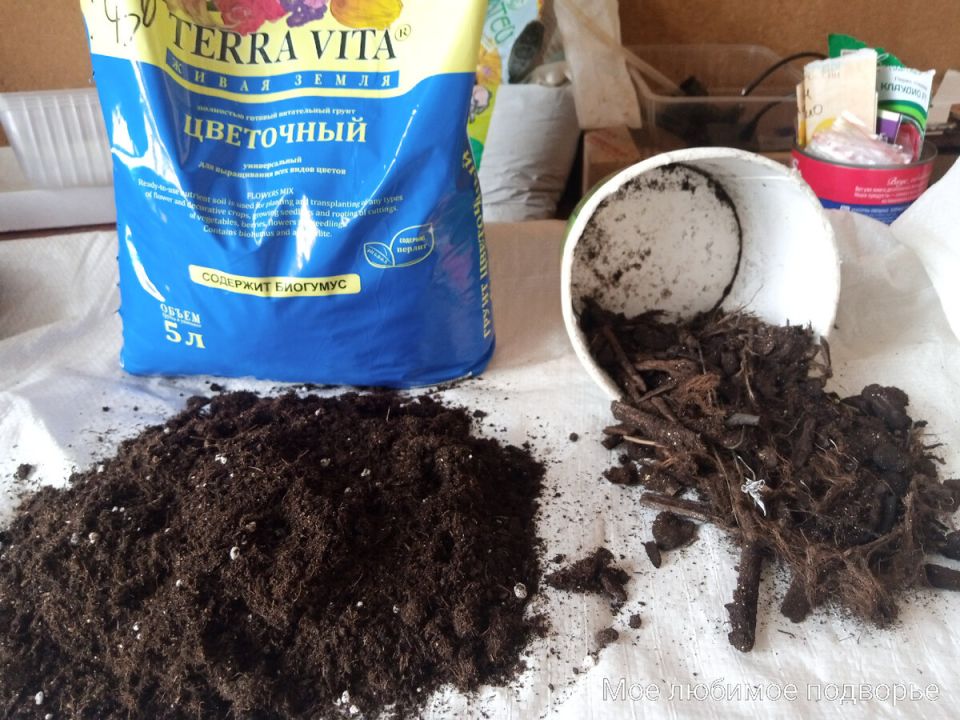 ��� ������� �������� �����������: ������� ������ � ������