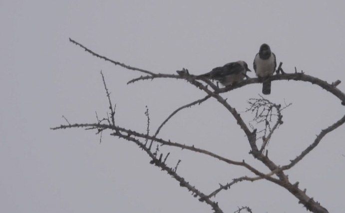 ����� ������: � ���������� �������� �������� �����