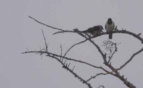 ����� ������: � ���������� �������� �������� �����