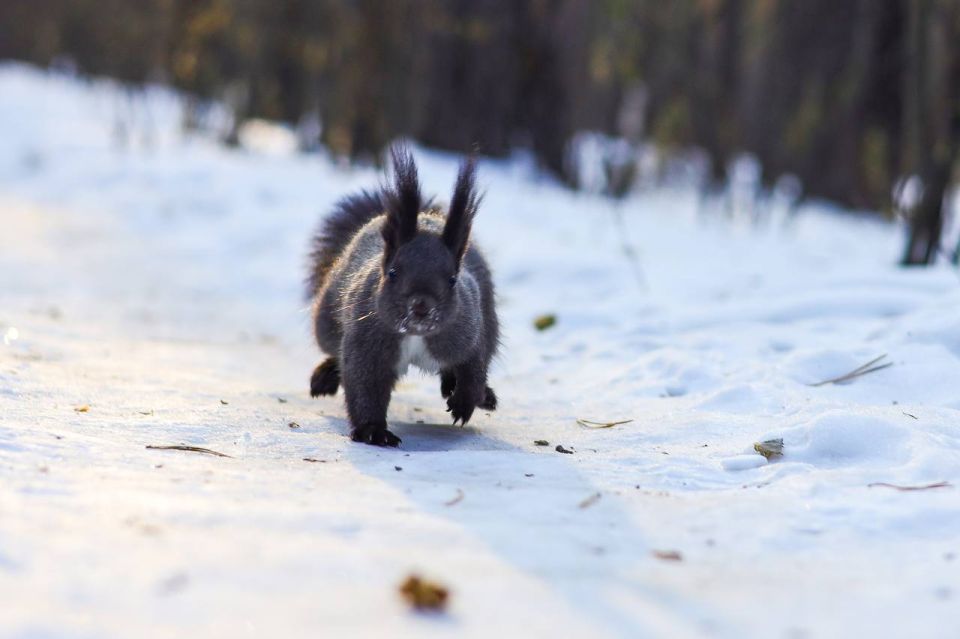 ������ ������� ���� � ������ ��� �����