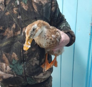 � ������������ ���������� ���������, ��� ������ ����� ������� � ���������� ��������� ����