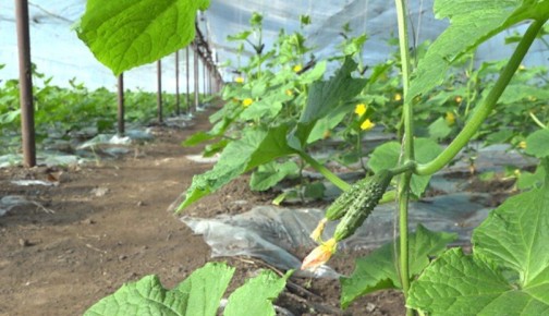 ����������� �������� ������� �������� ������ �������