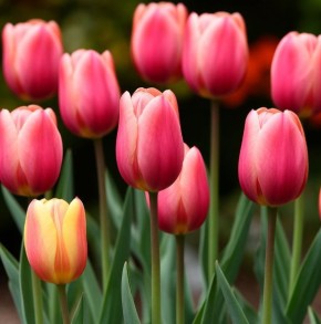 �������� �������������� �������� ��� ����� ������ ��������� ����������� ������ � ������������� ����