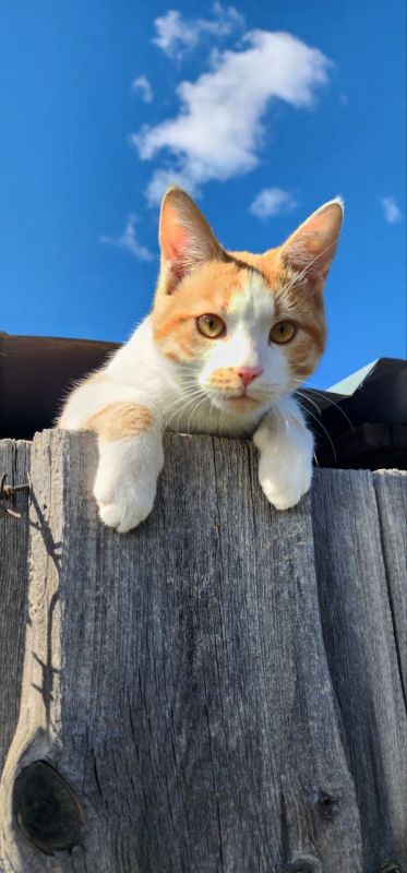 ������ ����, ����������� � ����� �������